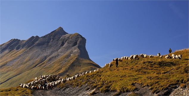 Vue sur Croise Baulet, moutons en estive aux Bénés