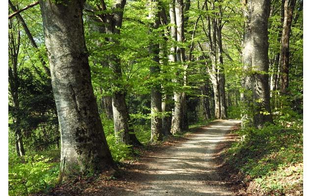 Allée bordée de vieux hetres près de la Chartreuse - Eric DURR