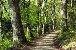 Allée bordée de vieux hetres près de la Chartreuse - Eric DURR