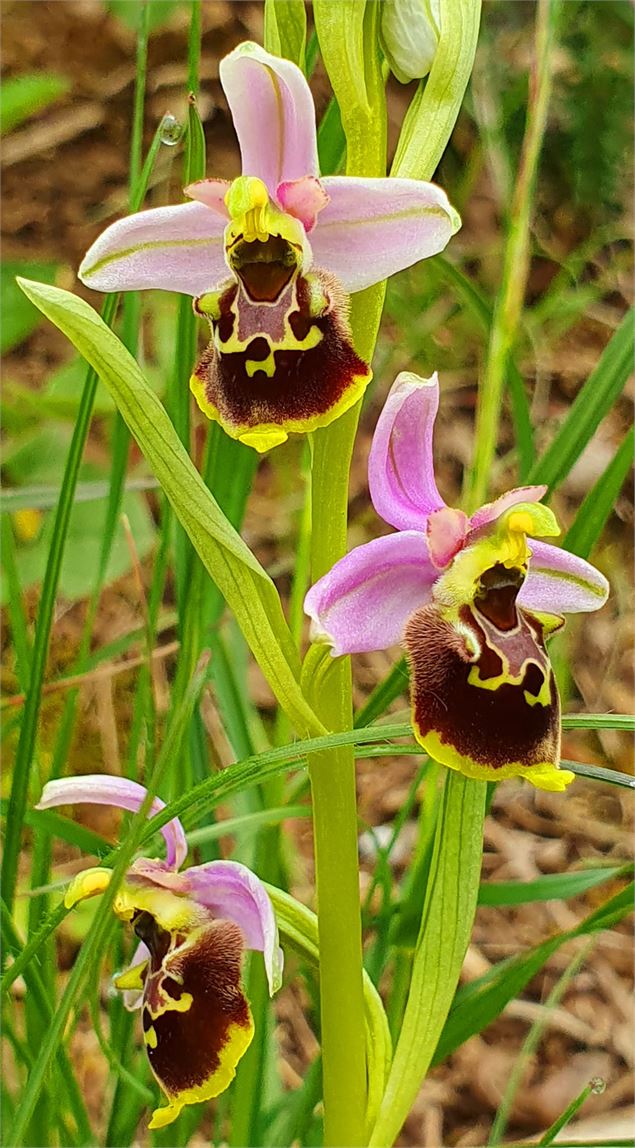 Ophrys Fuciflora - Demange A.