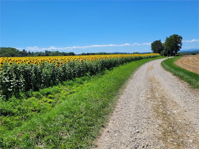 Chemin bordé de tournesols - Christine Sola DCT