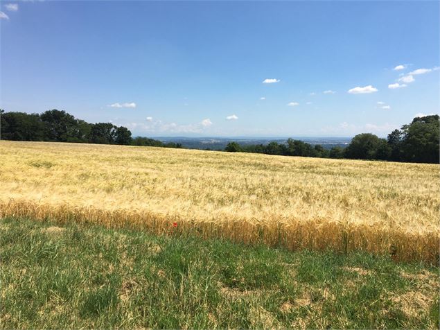 champ de blé - Christine Sola