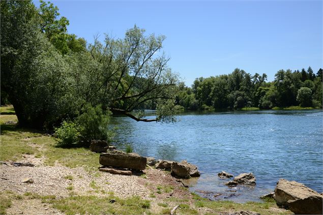 Les bords de l'Ain à Neuville-sur-Ain - JF Basset