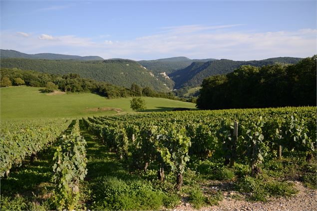 Vignoble Bôches - JF Basset