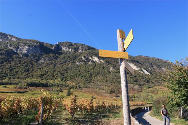 Vignes d'Arbin - OT Coeur de Savoie