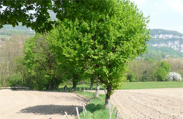 Les côteaux domessinois