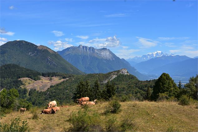 Sentier des Buis - Montmélian - Communauté de communes Coeur de Savoie