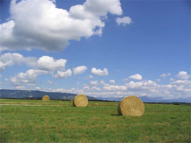 paysage et récoltes - Dominique Ernst