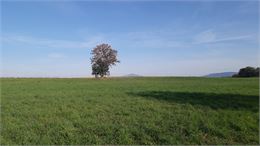 Plateau agricole