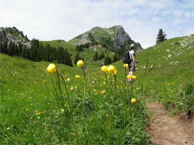 Sommet de la Haute Pointe - Michel Meynet