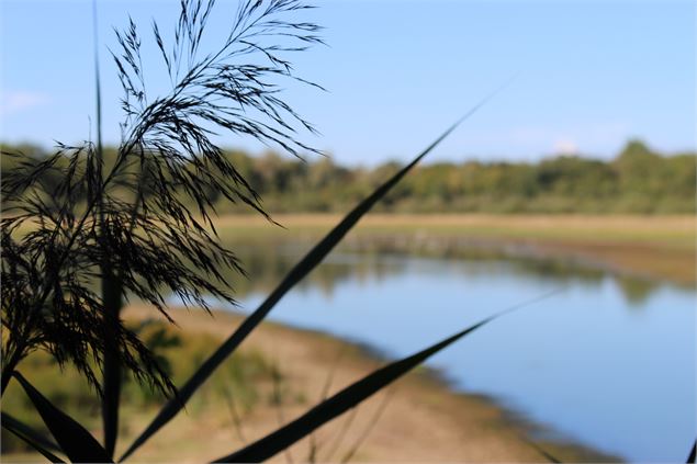 L'étang de Vernange - Claire CURT