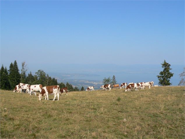 Arrivée à la montagne des Soeurs - Office de Tourisme des Alpes du Léman