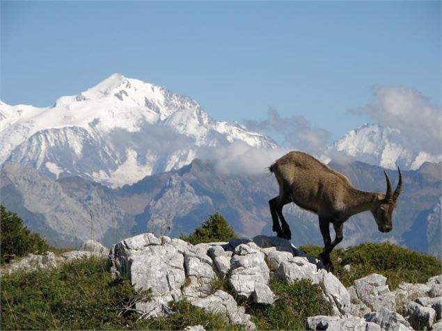 Bouquetin sur la montagne de Sous Dine - Etienne Legendre