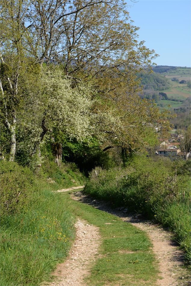 Sentier Poncin - Neuville-sur-Ain - JF Basset