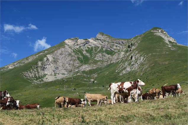 Vaches en Alpage - Col de la Basse - Victor Demilly / Vallée d'Aulps Tourisme
