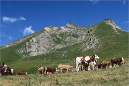 Vaches en Alpage - Col de la Basse - Victor Demilly / Vallée d'Aulps Tourisme