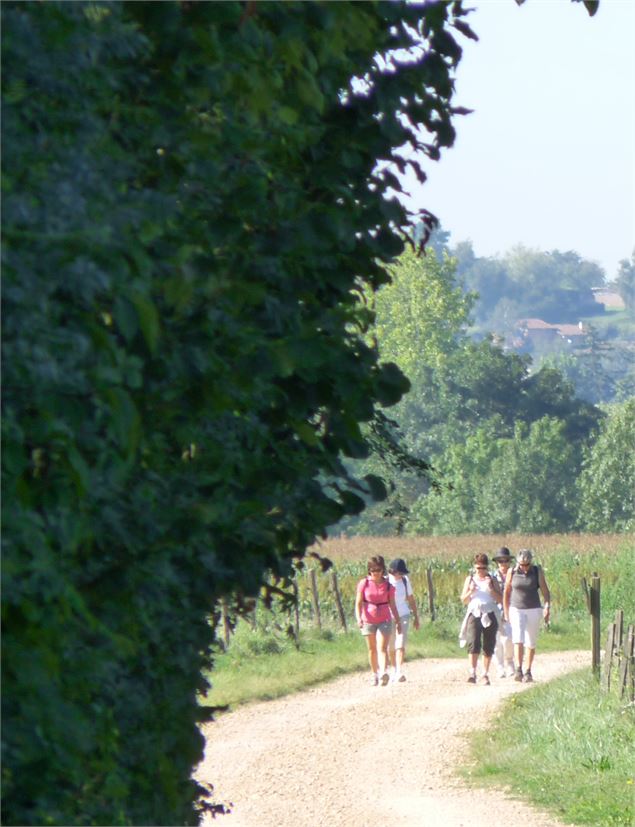 Circuit pédestre à la découverte des châteaux du Val de Saône