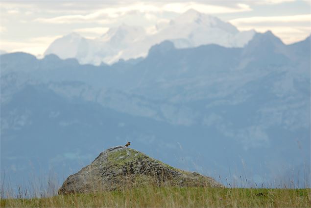 Alpage du plan - Syndicat Mixte du Saleve