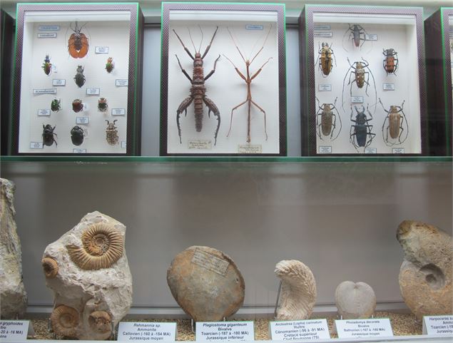Museum d'Histoire naturelle - Karima Qibaa
