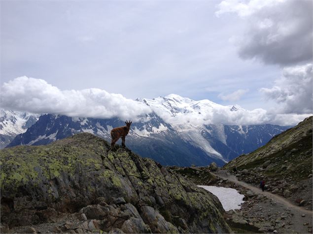 Reserve des Aiguilles Rouges