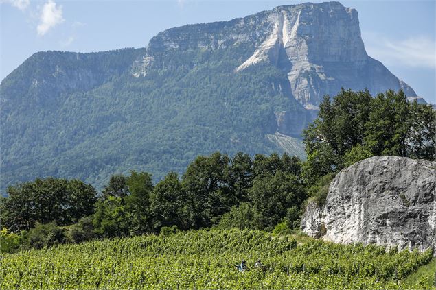 La falaise du Mont Granier depuis la vallée - Jérôme Hugot