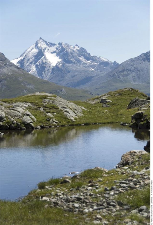 Mares sur le rebord des Terres Rouges. Au fond la Tsanteleina - Parc national de la Vanoise - CHASTI