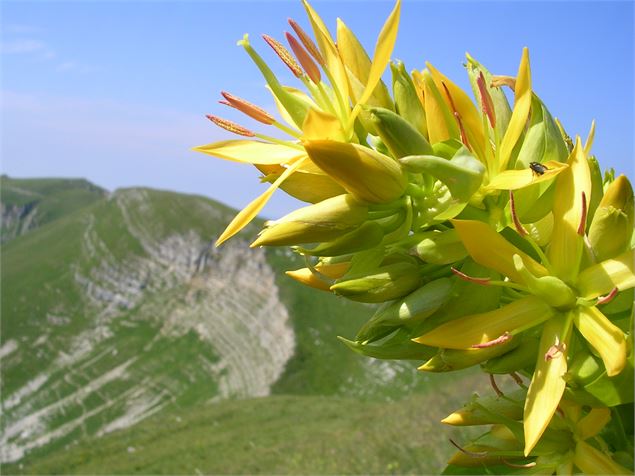 La gentiane sur les crêtes - RNNHCJ - M. Rouph