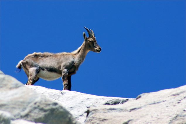 Jeune bouquetin dans le Parc national de la Vanoise - MO. Arc en ciel photos - OT AUSSOIS