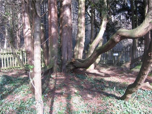 Arboretum et verger conservatoire du château de Chaffardon