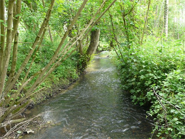 Rivière la Calonne - MONTCEAUX