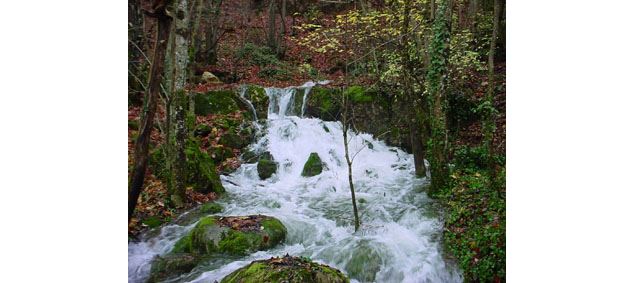 Source du Vieux Bois