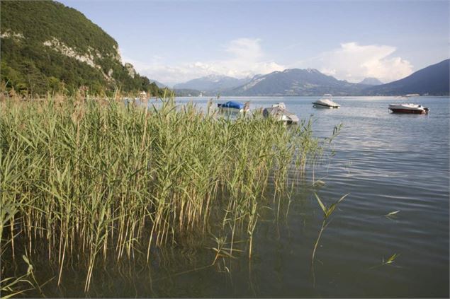 La roselière d'Annecy-le-Vieux - Dominique Lafon