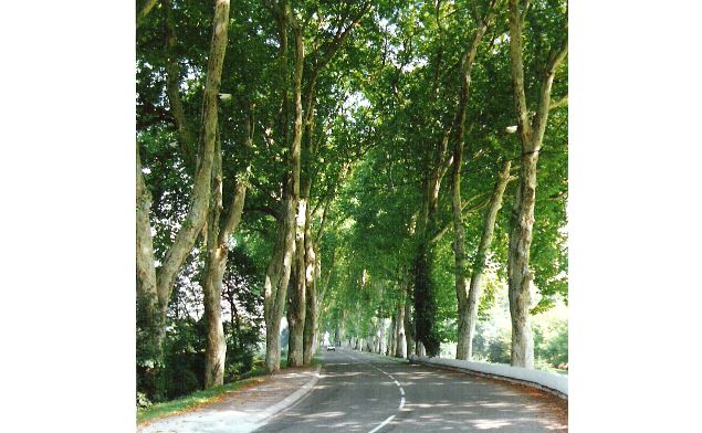 Allée de platanes