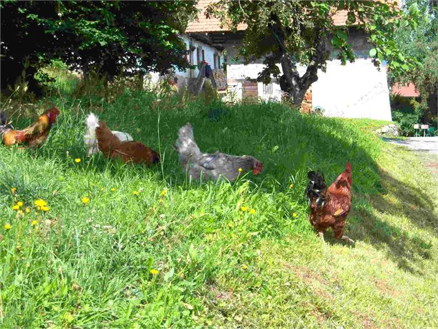 Poules au Cruet - OT Combloux