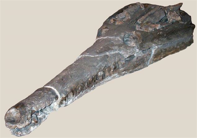 Sténéosaurus Burgensis