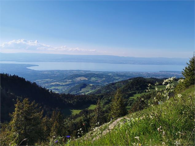 vue sur le lac Léman - OTADL