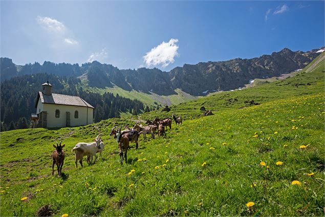 Chèvres à l'alpage de Graydon - Yvan Tisseyre/OT Vallée d'Aulps