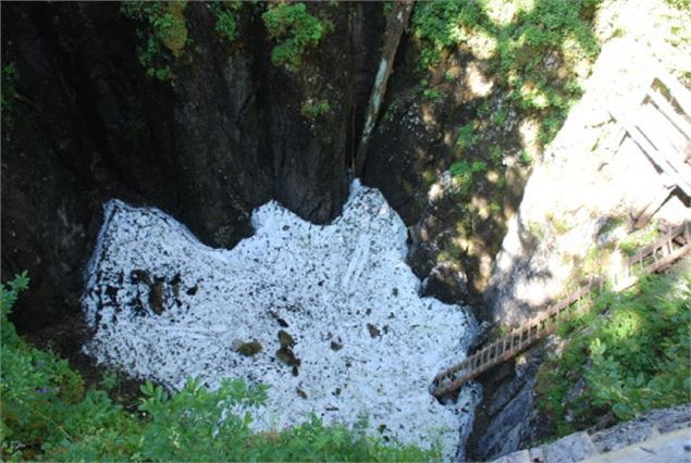 Tanne à neige -