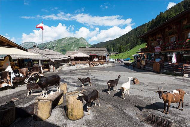 Les Lindarets, village des chèvres - Yvan Tisseyre/OT Vallée d'Aulps