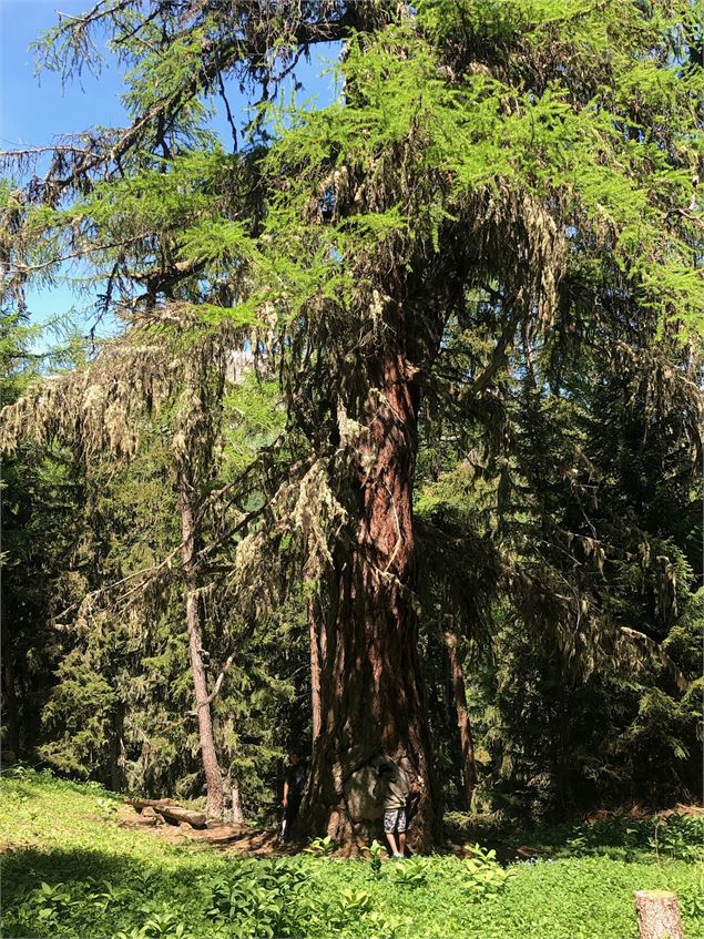 Forêt de mélèzes Les Karellis Albanne - Guillaume Collombet