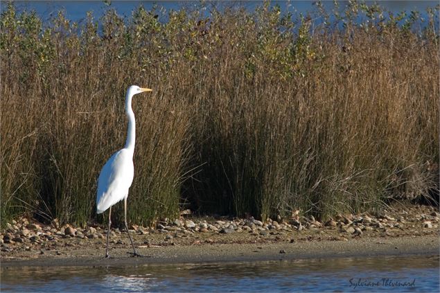 Aigrette garzette - Sylviane Thévenard