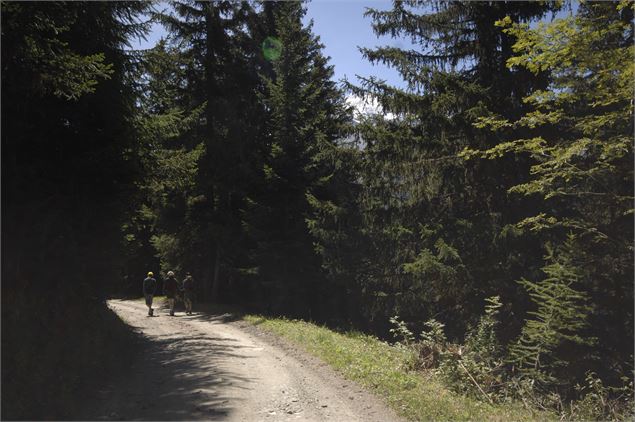 Chemin en forêt Plan Bois - Anne Marmottan