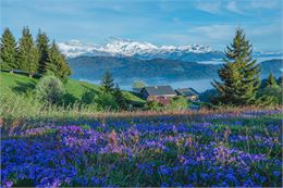 Mont Caly fleuri - Mel Carle