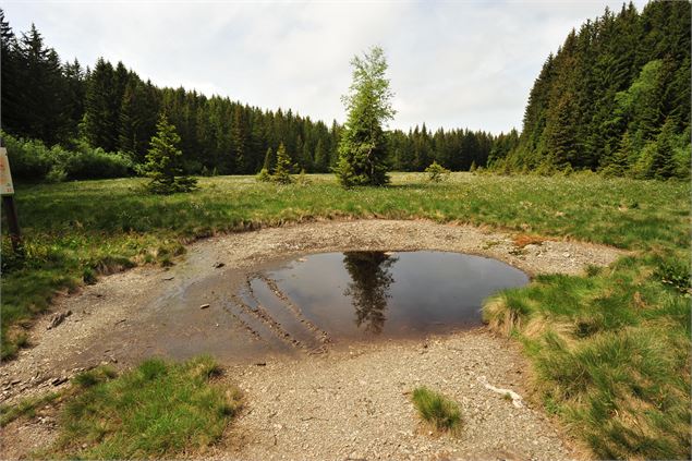 Tourbière du Grand Leyat