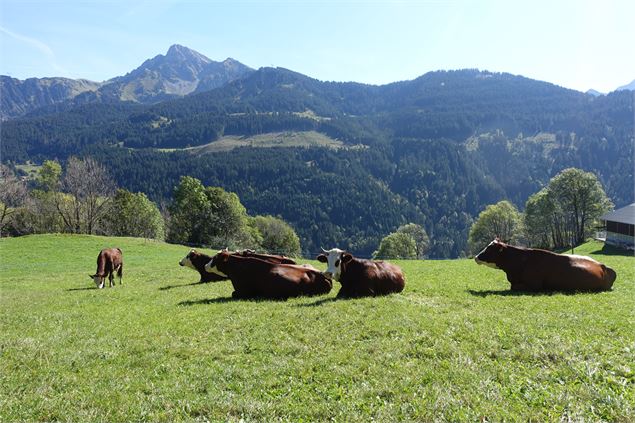 Vaches Abondance avec vue sur le mont de Grange - C.PIERRON