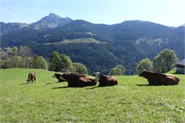 Vaches Abondance avec vue sur le mont de Grange - C.PIERRON