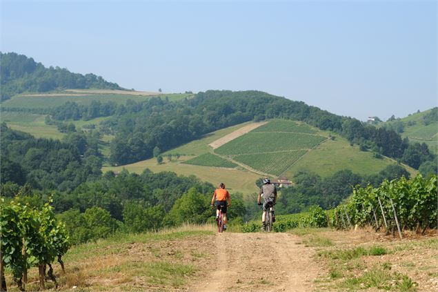 VTT dans le vignoble - JF Basset