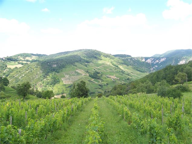 Panorama sur le vignoble de Cerdon depuis Mérignat - AL MANZONI