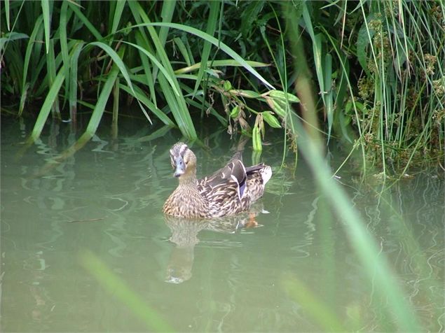 Oiseau de Dombes - OT centre Dombes et Canton de Chalamont