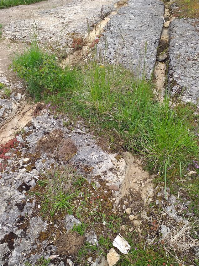 Traces de chars vers la carrière de l'Octave - Département de l'Ain / M. Léorier